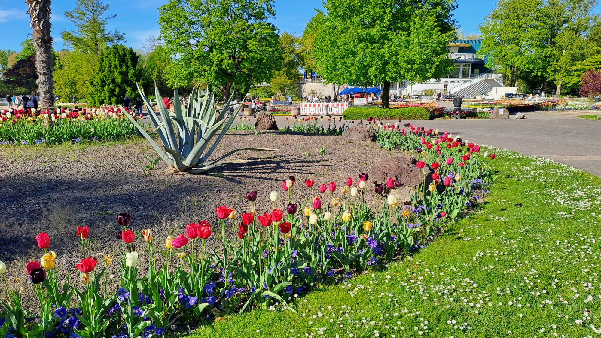 Rheinpark Tulpenblüte